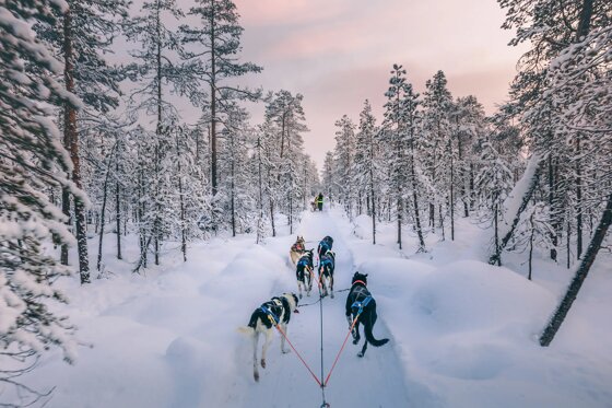 Huskytocht - Munsterhuis Arctic Experience